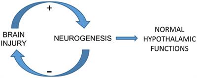 Hypothesis on the Role of Cryptochromes in Inflammation and Subarachnoid Hemorrhage Outcome